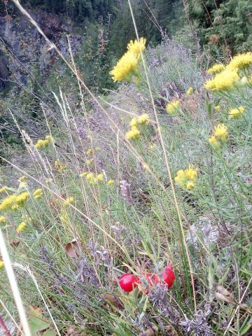 flore
