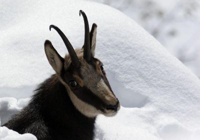 Projection-causerie : la survie des animaux en hiver