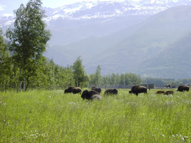 Bisons