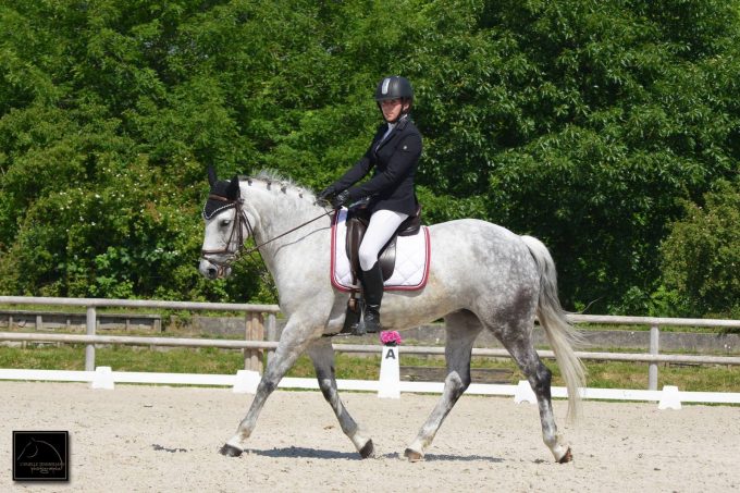 dressage