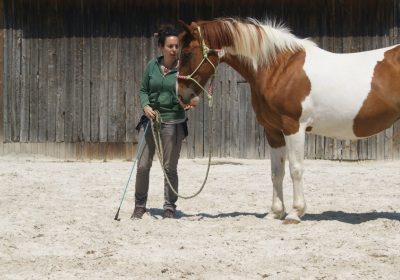 Équitation éthologique