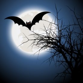 À la découverte des ailes de la nuit