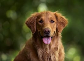 Balad&rsquo;Histoires – Écouter ce que les chiens ont à nous dire