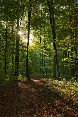 Balad&rsquo;Histoires -L&rsquo;épopée des forêts