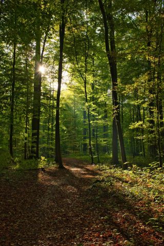 Balad&rsquo;Histoires -L&rsquo;épopée des forêts_Le Bourg-d&rsquo;Oisans