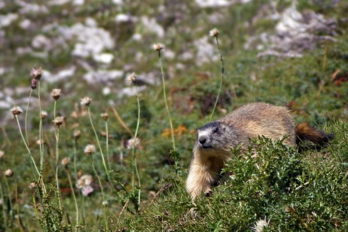 Conférence : les malformations chez la marmotte industrielle_Le Bourg-d&rsquo;Oisans