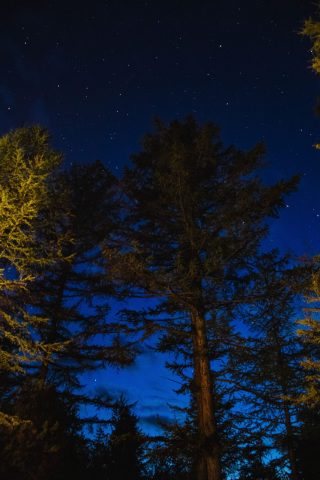 Balade nocturne en forêt_Le Bourg-d&rsquo;Oisans