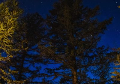 Balade nocturne en forêt