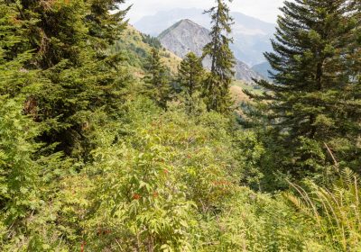 Petite escapade dans les forêts de l’Oisans