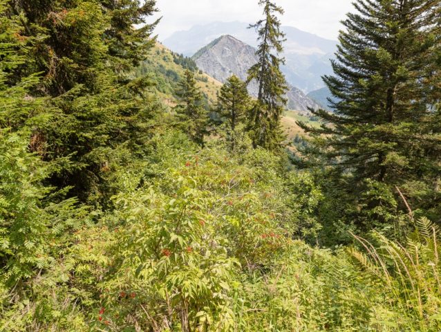 Petite escapade dans les forêts de l’Oisans_Le Bourg-d&rsquo;Oisans