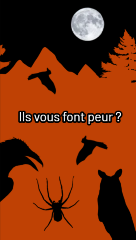 Araignées, corbeaux, chauves-souris et compagnies : pas si monstres que ça …_Le Bourg-d&rsquo;Oisans