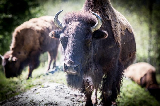 La ferme des bisons